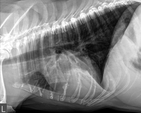 On-Demand Webinar: Thoracic radiology of the dog and cat: A review ...