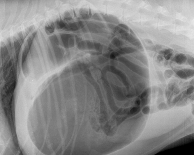 Sedation & Anaesthesia of the Emergency Patient